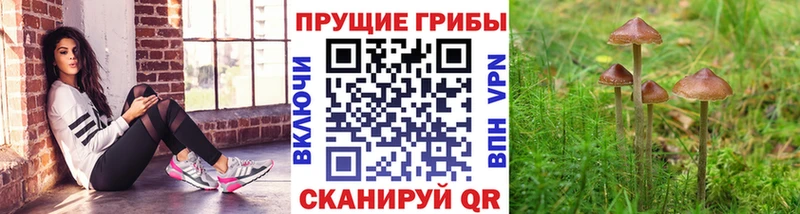 ОМГ ОМГ tor  Конаково  Галлюциногенные грибы Cubensis 